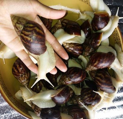 白玉蝸牛是個(gè)什么品種？
